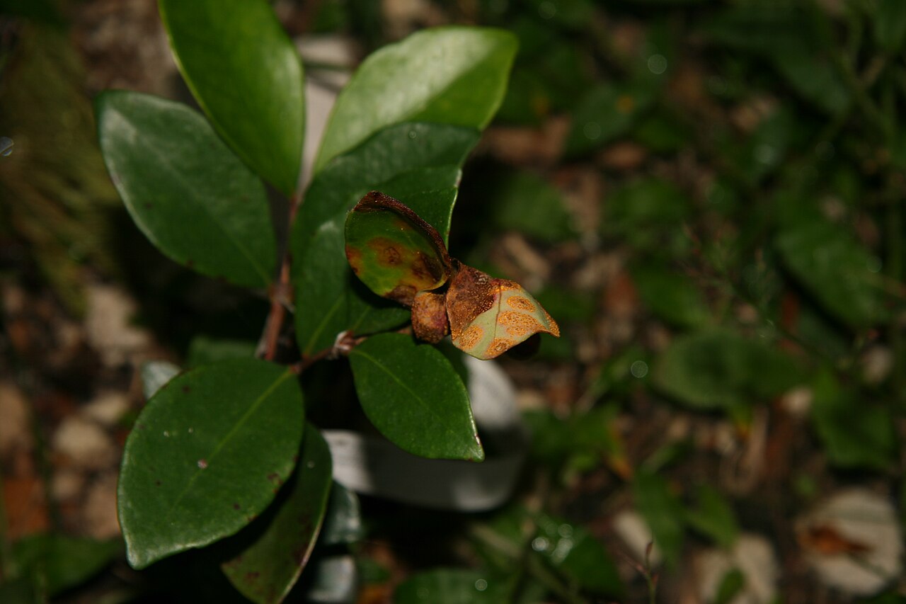 Beyond Rust: What Myrtle Growing Guides Actually Teach